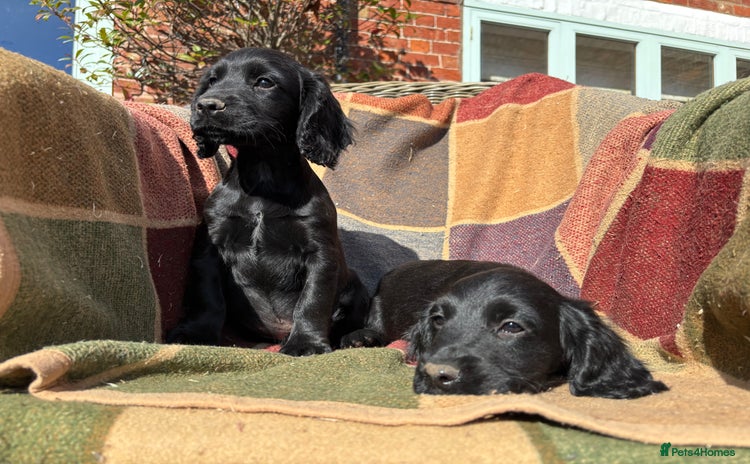 Cocker Spaniel dogs - Advert 7