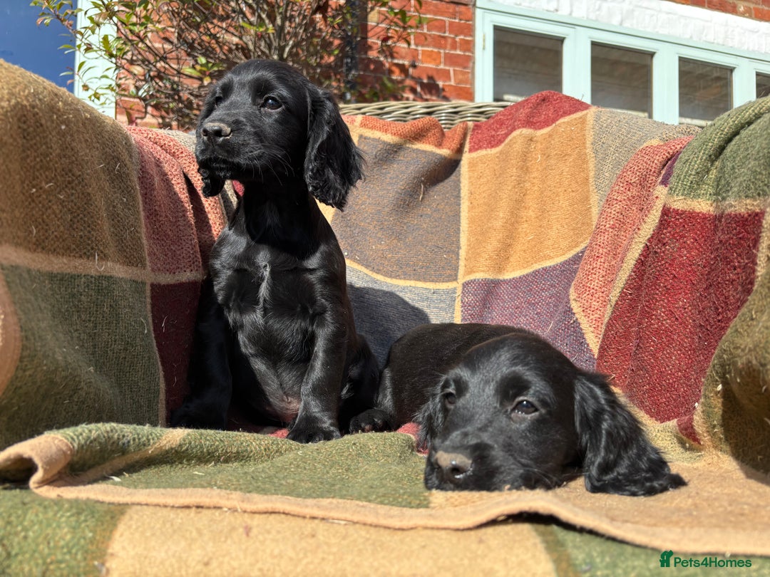 Cocker Spaniel dogs for sale: Beautiful Cocker Spaniel Puppies 🖤🧡 - Image 6