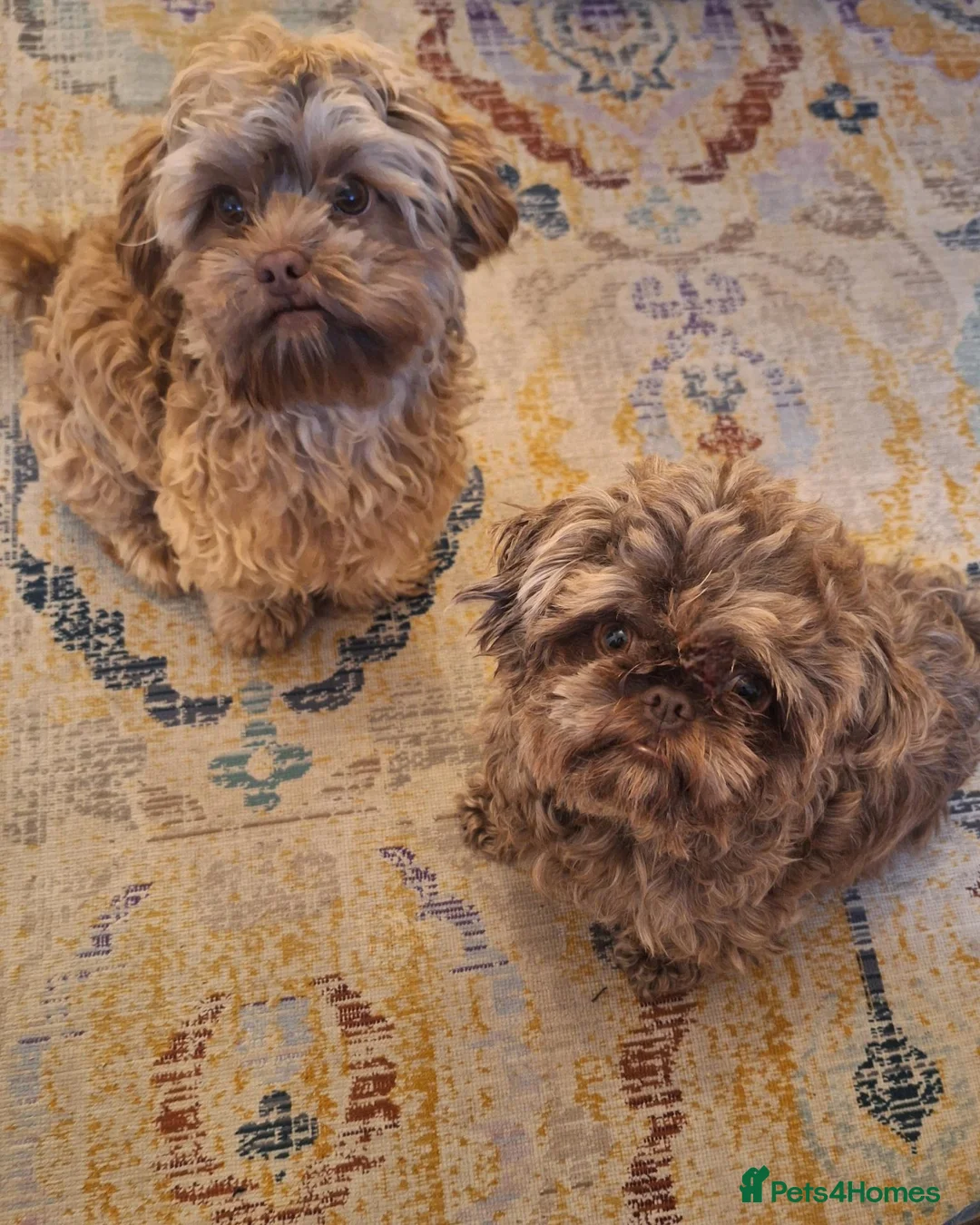 Shihpoo dogs for sale: Shihpoo pupies for sale - Advert 2