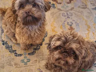 Shihpoo dogs Shihpoo pupies for sale - Advert 2