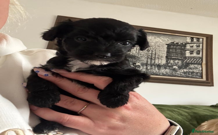 Chinese Crested dogs - Advert 2