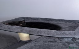 Mixed Breed cats for sale: Two beautiful kittens for sale - Image 7