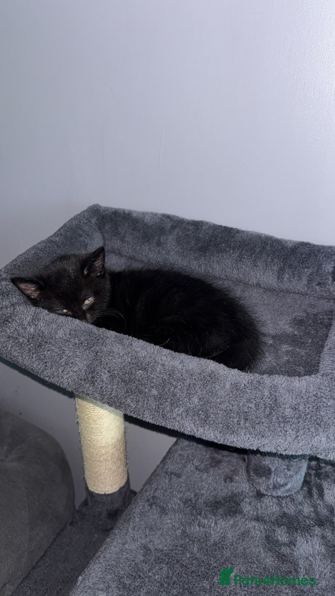 Mixed Breed cats for sale: Two beautiful kittens for sale - Image 7