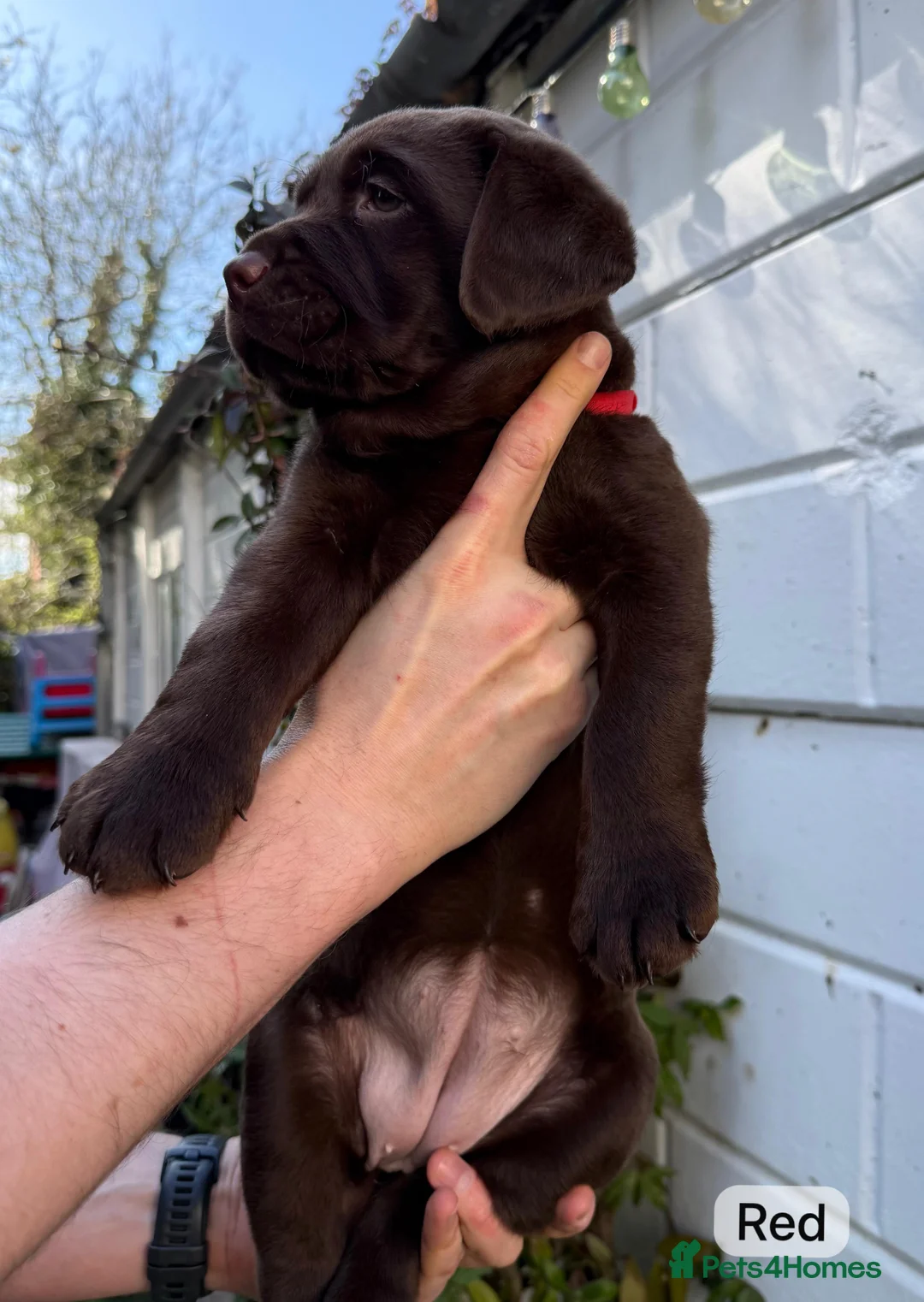 Labrador Retriever dogs for sale: Chocolate Labrador Puppies (KC Health Tested) - Advert 1