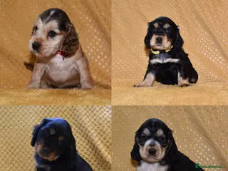 Cocker Spaniel dogs Show Type Kc Reg Cocker Spaniel Puppies - Advert 1