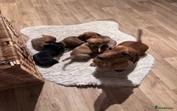 Miniature Dachshund dogs for sale: Litter of 5 Beautiful Dachshund Pups *2 LEFT - Image 4