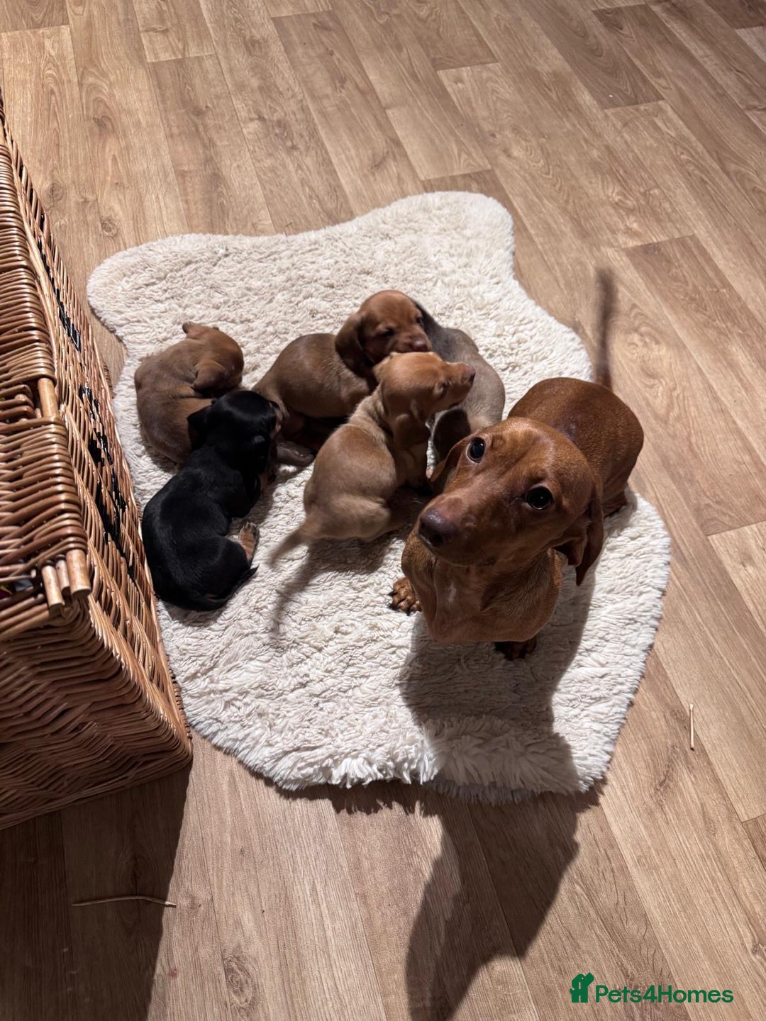 Miniature Dachshund dogs for sale: Litter of 5 Beautiful Dachshund Pups *2 LEFT - Image 4