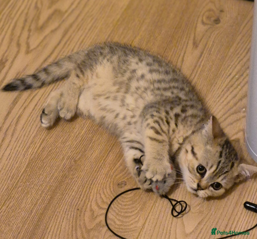 British Shorthair cats for sale: 2 Stunning full BSH kittens available - Advert 7