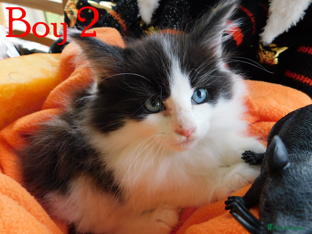 Maine Coon cats for sale: FABULOUS FLUFFY PEDIGREE MAINE COON KITTENS - Image 9