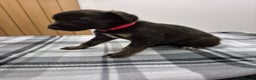 Lurcher dogs for sale: Beautiful litter of Lurcher pups - Advert 10
