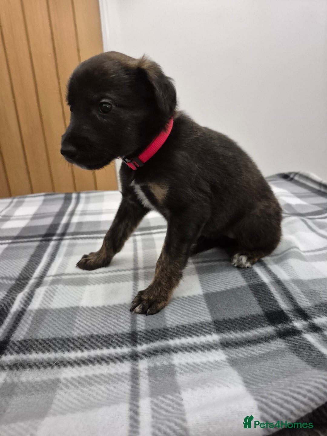Lurcher dogs for sale: Beautiful litter of Lurcher pups - Advert 10
