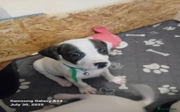Staffordshire Bull Terrier dogs for sale: Staffie puppies for sale  - Image 31