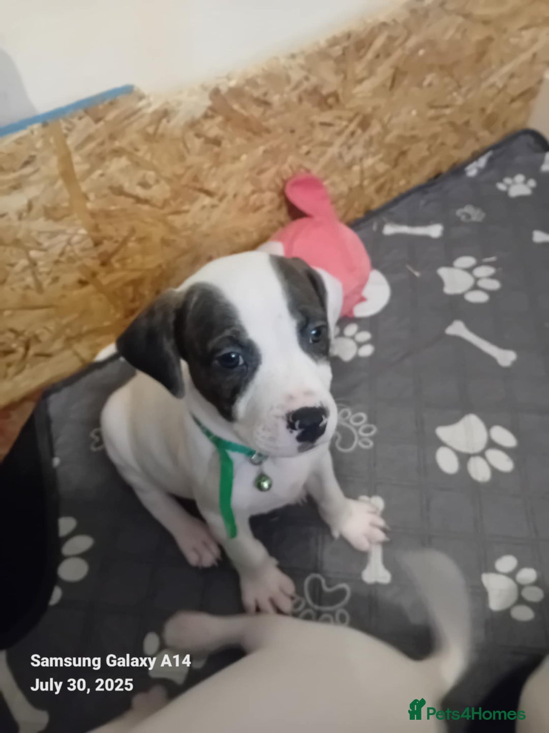 Staffordshire Bull Terrier dogs for sale: Staffie puppies for sale  - Image 31