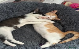 Mixed Breed cats for sale: 2 male kittens - Image 6
