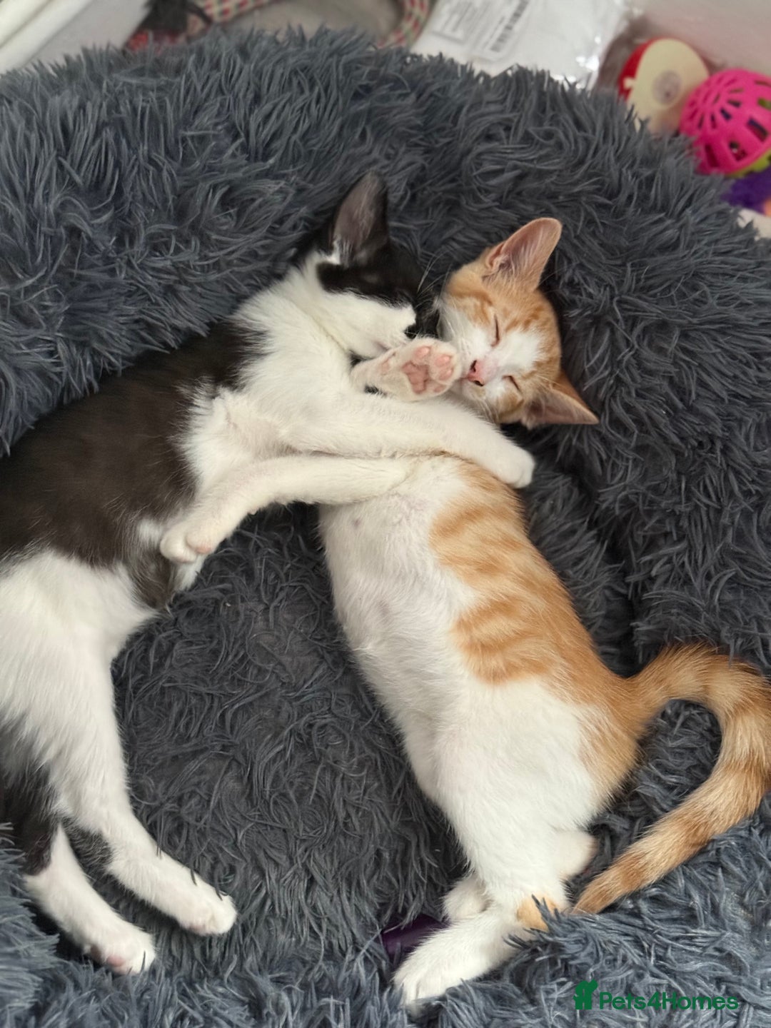 Mixed Breed cats for sale: 2 male kittens - Image 6