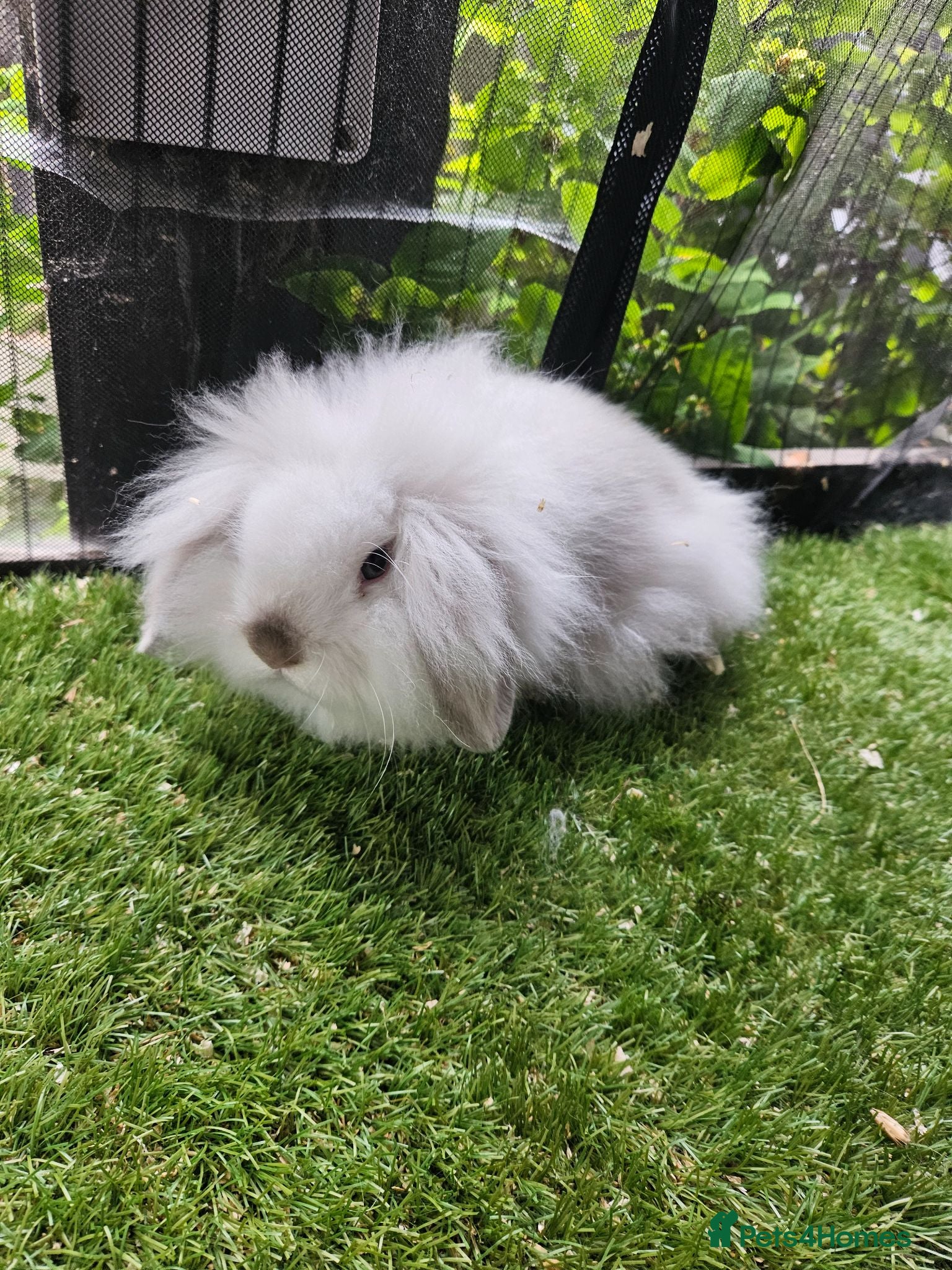 Mini Lop rabbits Seal point mini lop and lion lop baby rabbits - Advert 2