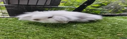 Mini Lop rabbits for sale: Seal point mini lop and lion lop baby rabbits - Advert 1