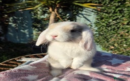 Mini Lop rabbits for sale: Blue harl split mini lop doe - Image 4