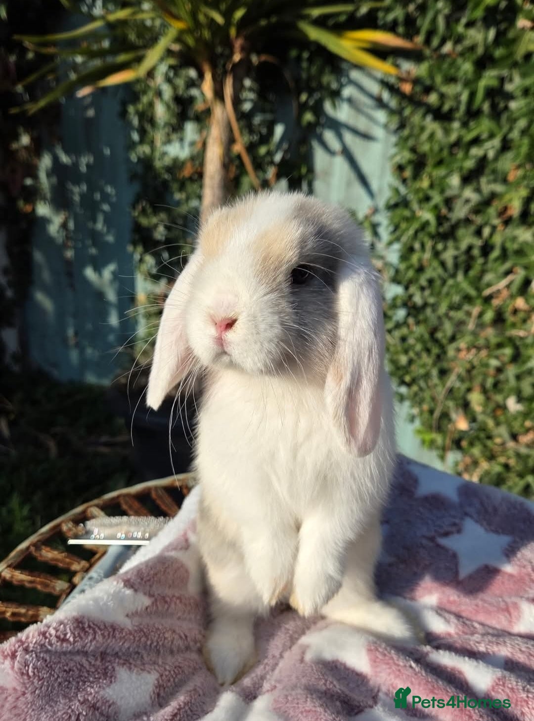 Mini Lop rabbits for sale: Blue harl split mini lop doe - Image 4