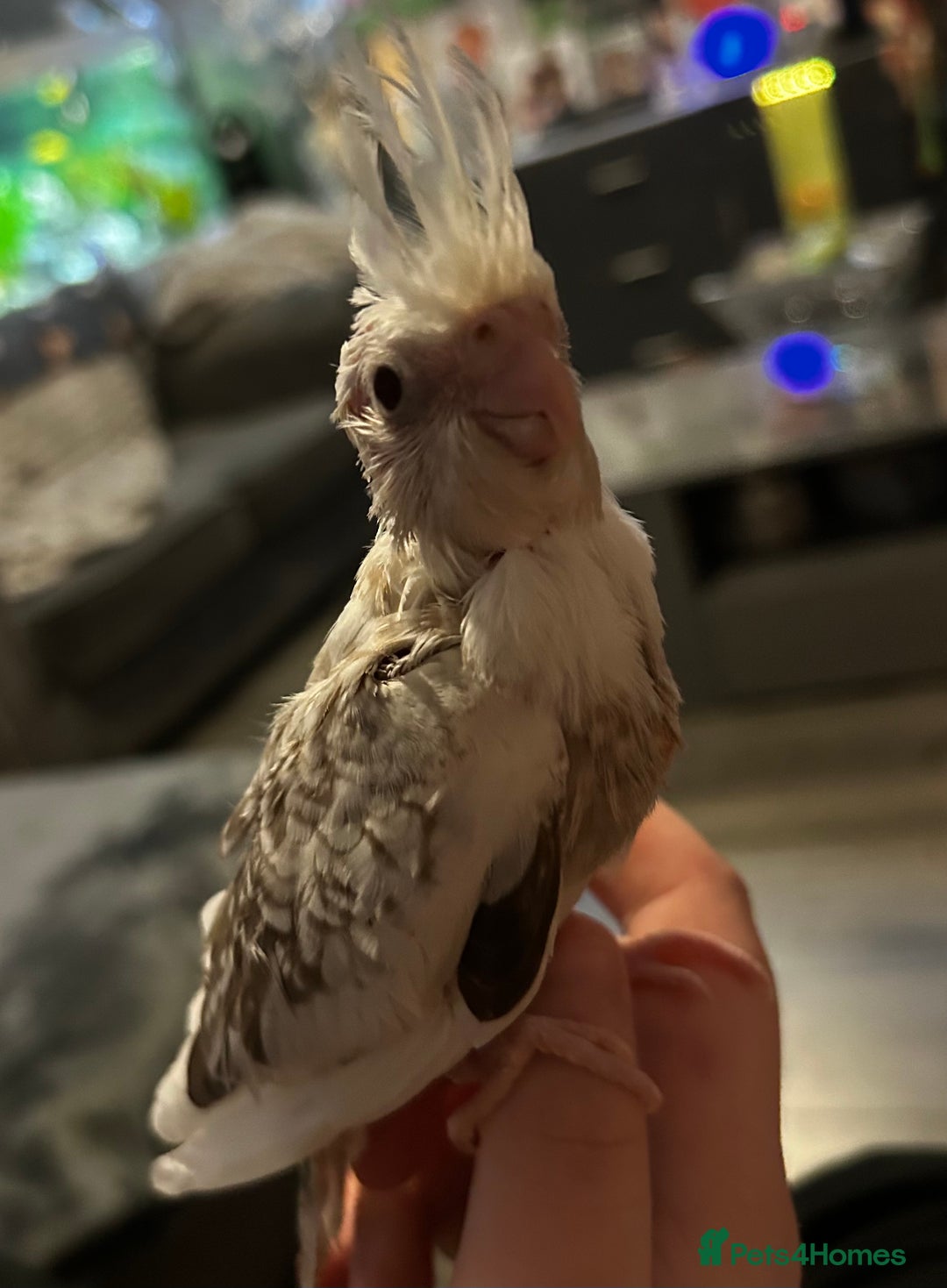 Cockatiels birds for sale:  Baby Cockatiels for sale - Advert 5