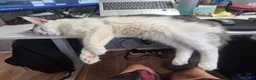 Maine Coon cats for sale: Lior-TICA Registered Maine Coon, 9Months-Rehoming - Advert 4