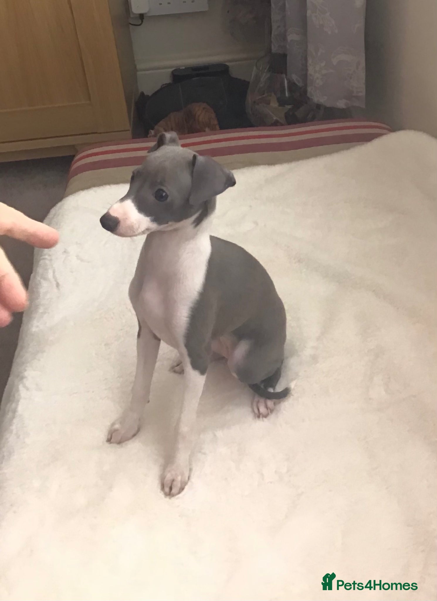 Italian Greyhound dogs Quality female available  - Advert 7