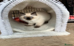 Ragdoll cats for sale: Pure breed ragdolls - Image 7