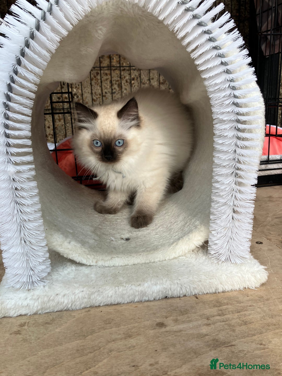 Ragdoll cats for sale: Pure breed ragdolls - Image 7