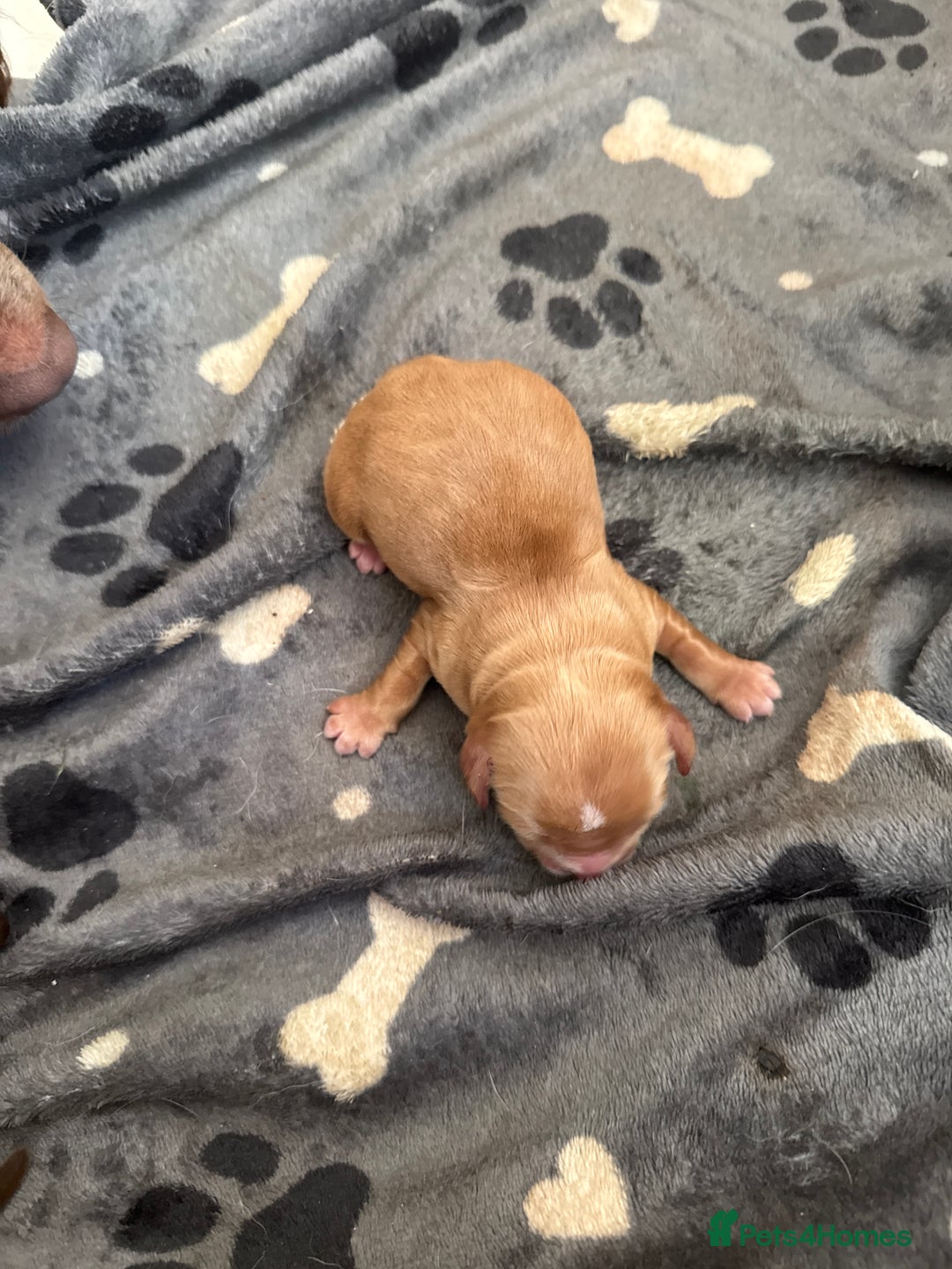 Cocker Spaniel dogs for sale: Cocker spaniel Puppies  - Image 8