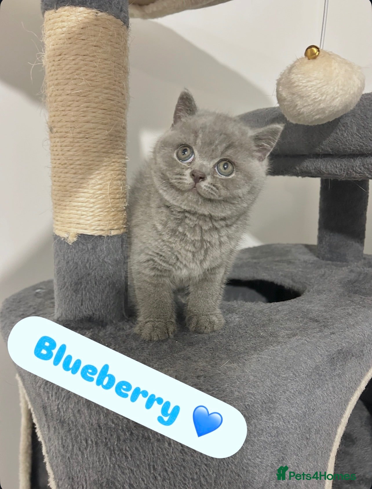 British Shorthair cats TICA Registered British Shorthair Kittens for Sale - Advert 2