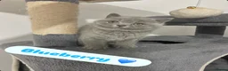 British Shorthair cats for sale: TICA Registered British Shorthair Kittens for Sale - Advert 2