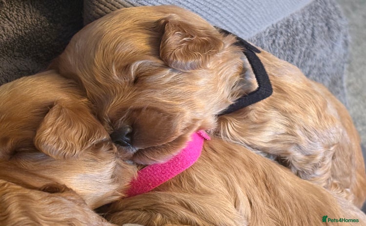 Cavapoo dogs - Advert 1