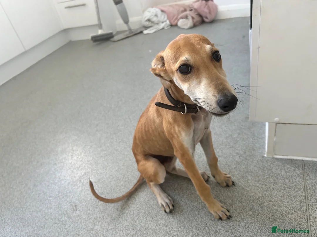Whippet dogs for sale: Suluki whippet cross collie greyhound  in Farnham - Advert 2