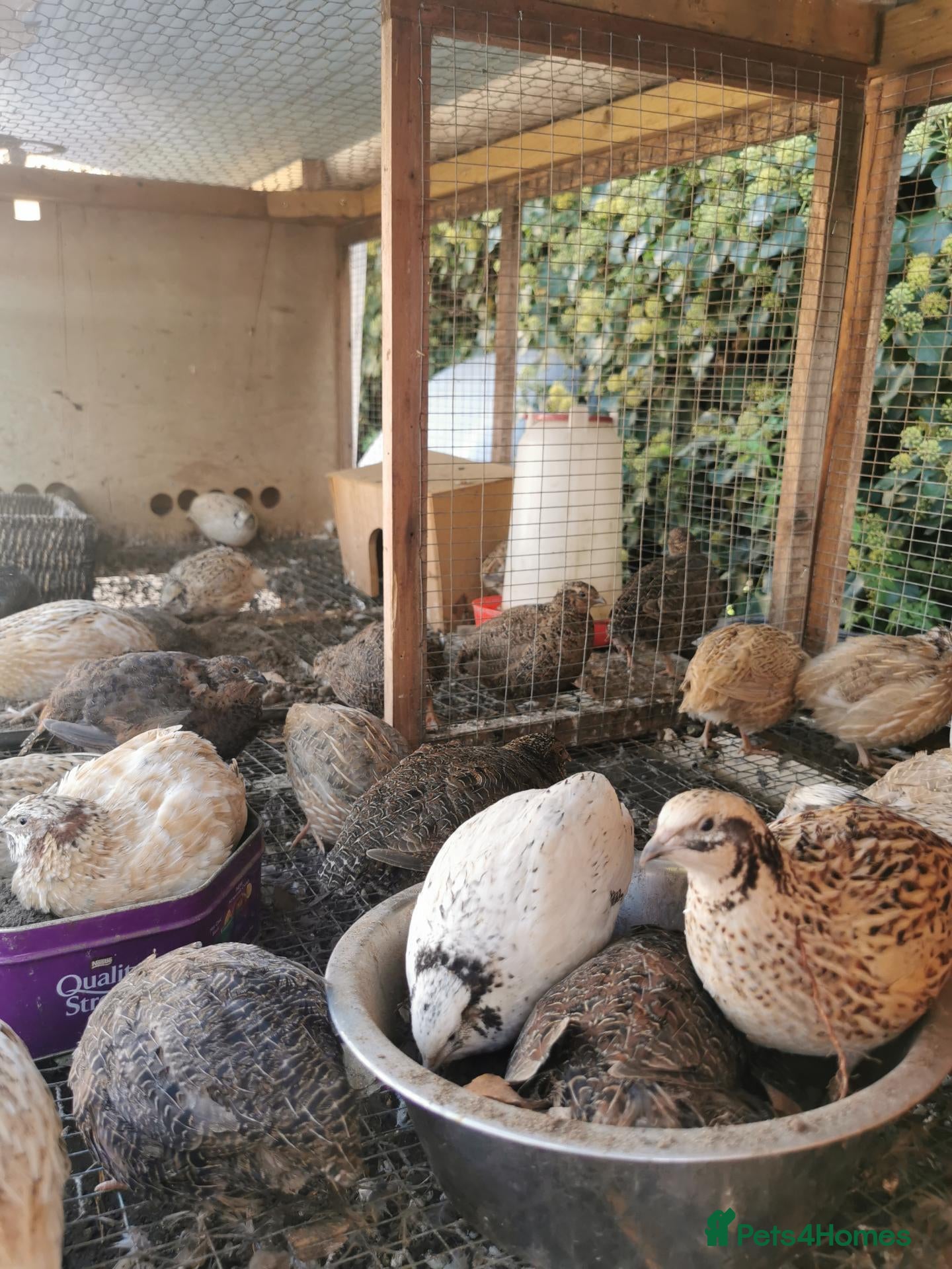 Quail poultry Mixed Coturnix Quail chicks"mixed ages"see descrip - Advert 9