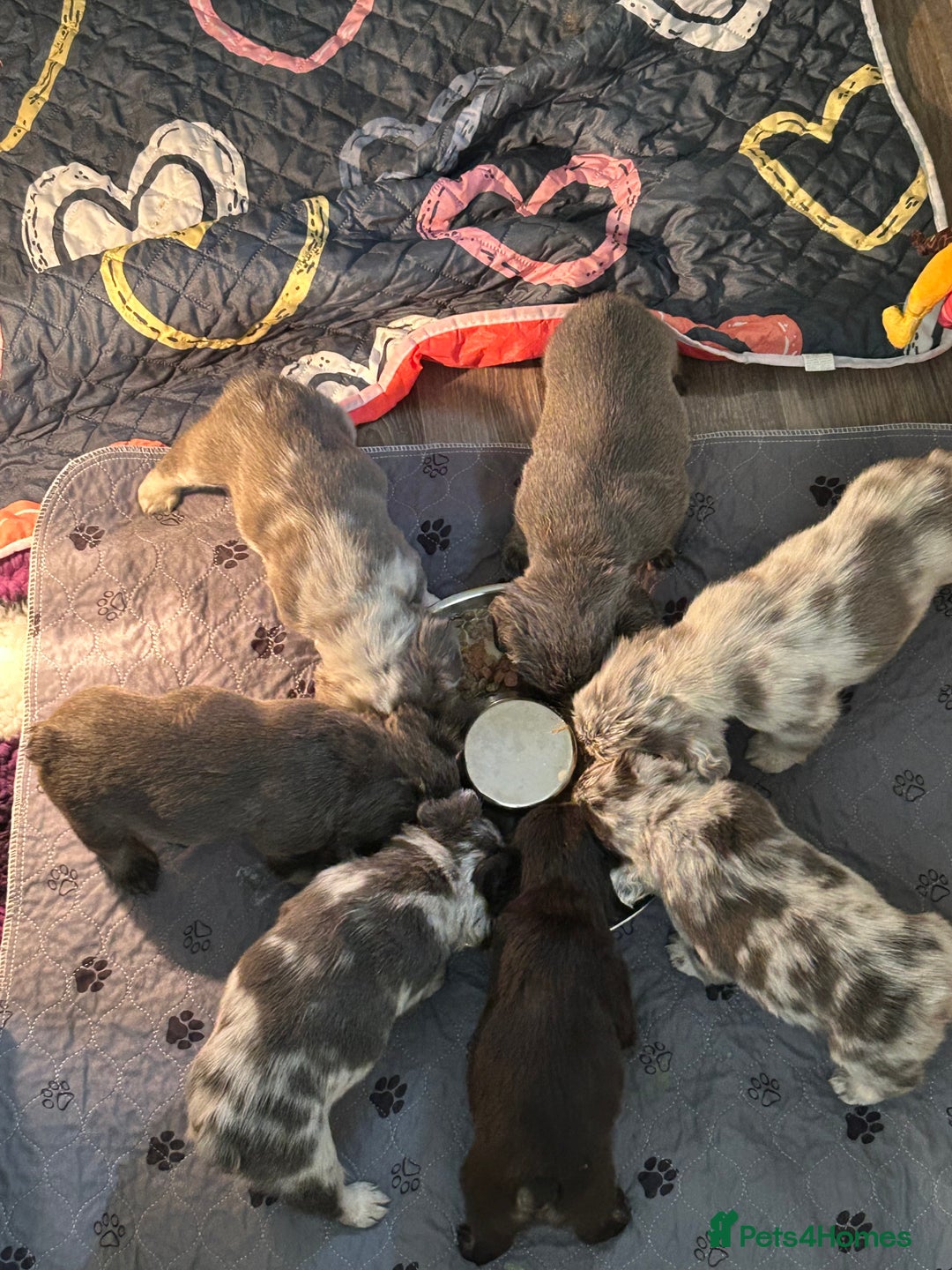 French Bulldog dogs for sale: 🐾Ready now 🔥Fluffy French bulldogs🔥🐾 in Rotherham - Image 6