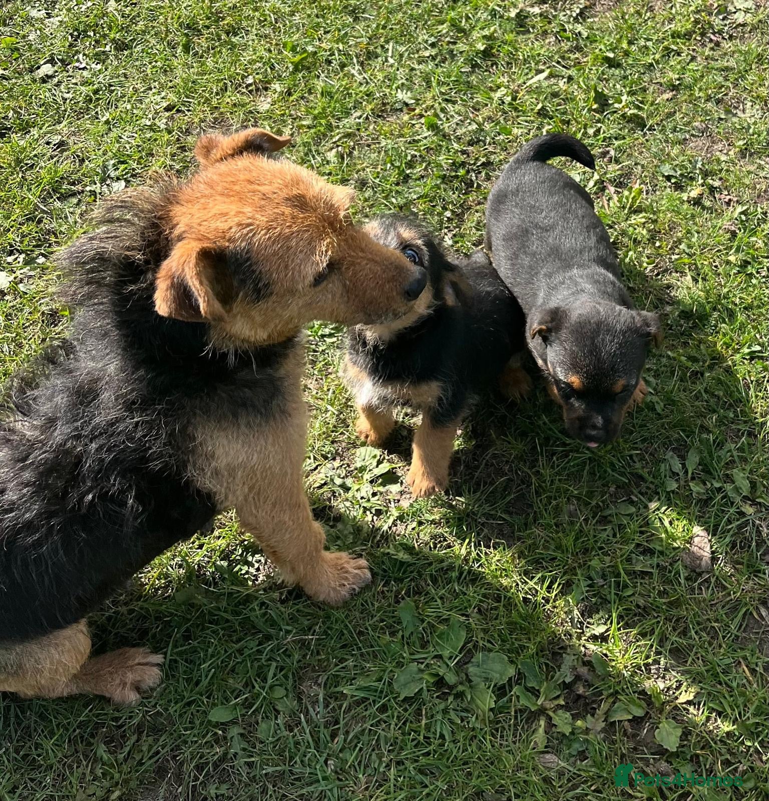 Border Terrier dogs Boarder terrier x jack Russell - Advert 17