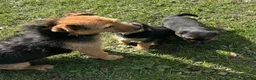 Border Terrier dogs for sale: Boarder terrier x jack Russell - Advert 1