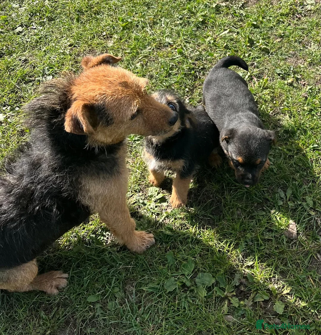 Border Terrier dogs for sale: Boarder terrier x jack Russell - Advert 1