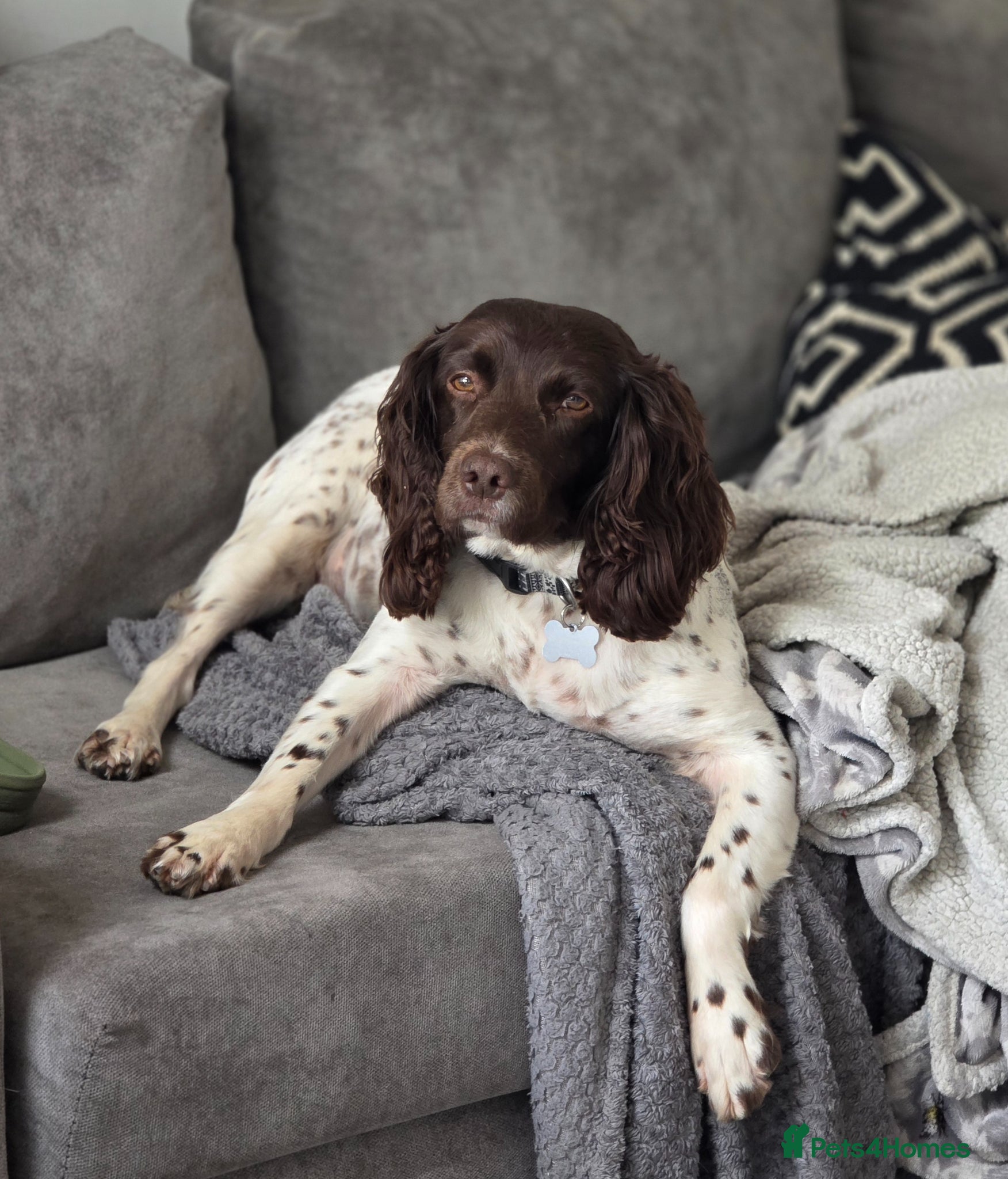 English Springer Spaniel dogs Beautiful KC Registered Female Springer Spaniel - Advert 1