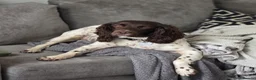 English Springer Spaniel dogs for sale: Beautiful KC Registered Female Springer Spaniel - Advert 1