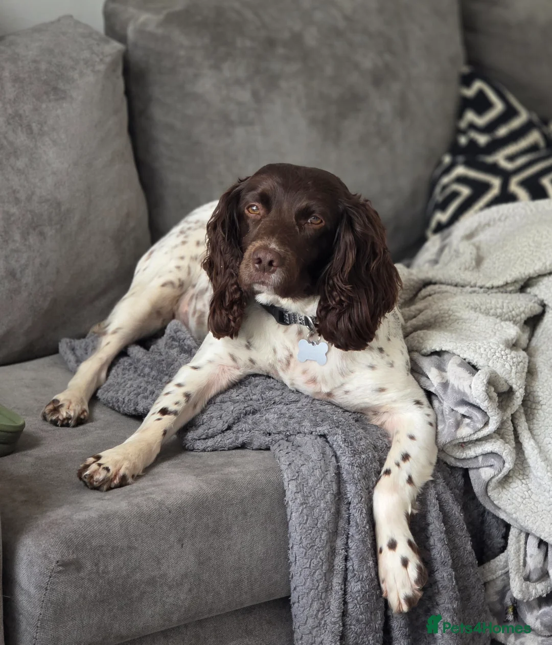 English Springer Spaniel dogs for sale: Beautiful KC Registered Female Springer Spaniel - Advert 1