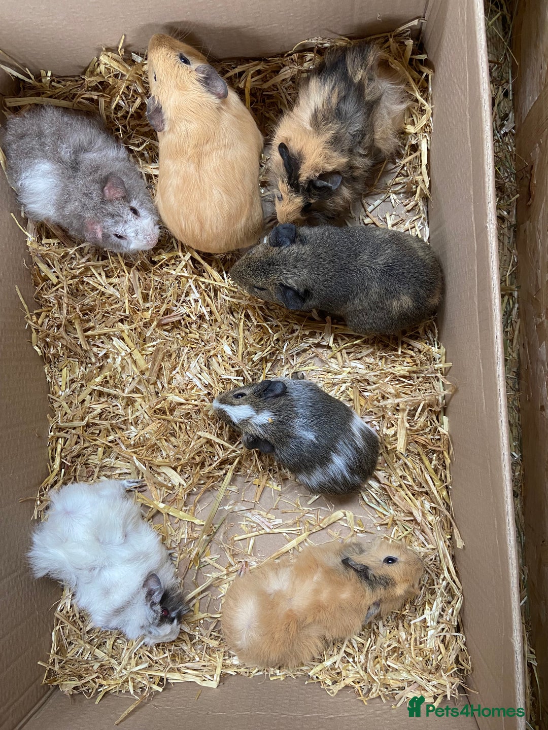 Guinea Pig rodents for sale: For Sale Baby Male Guinea Pigs - Image 4