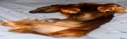 Miniature Dachshund dogs for stud: Beautiful little boy FOR STUD ONLY  - Advert 5