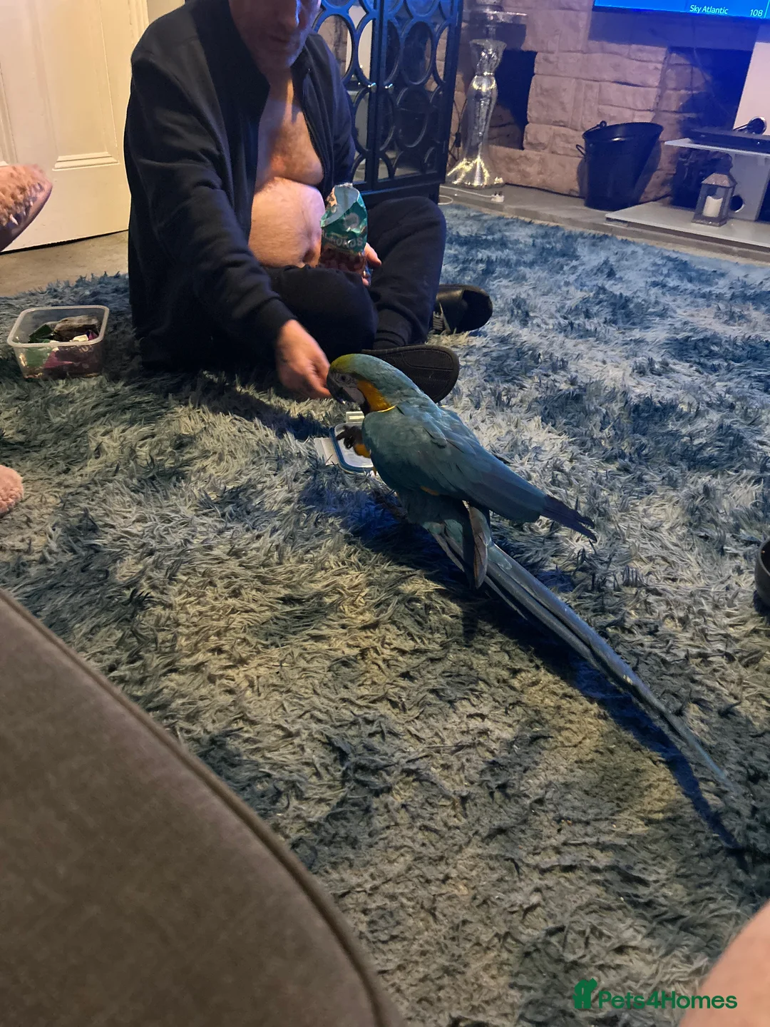 Macaws birds for sale: Macaws  - Advert 11