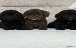 Cockapoo dogs for sale: 😍😍 F1 cockapoo puppies 😍😍 - Image 6