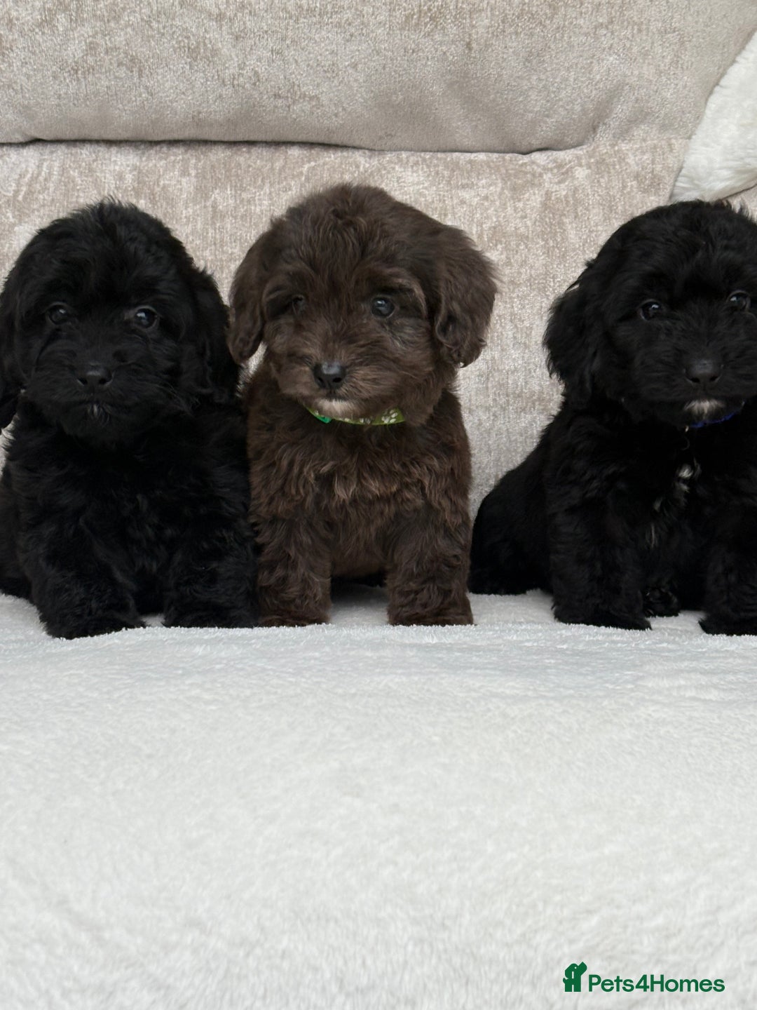 Cockapoo dogs for sale: 😍😍 F1 cockapoo puppies 😍😍 - Image 6