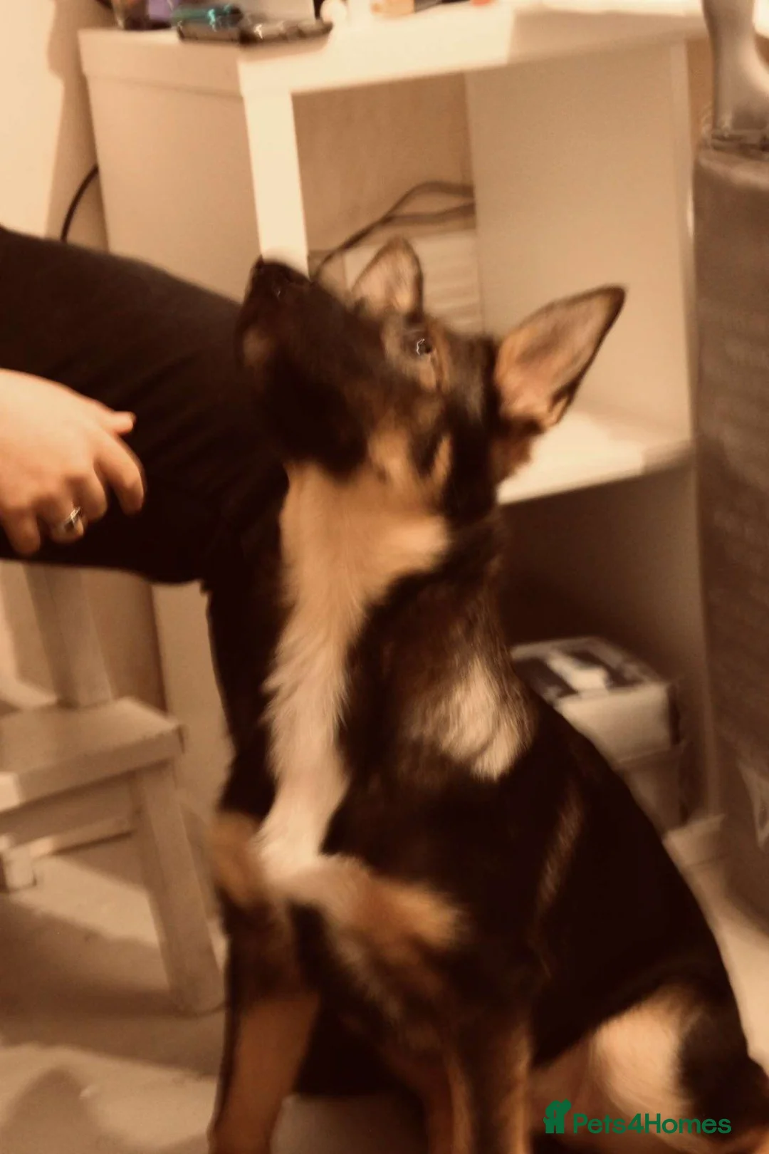 Shepsky dogs for sale: Shepsky 7 month puppy  in York - Advert 1