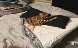 Bengal cats for sale: 2 Bengal female cats - Advert 8