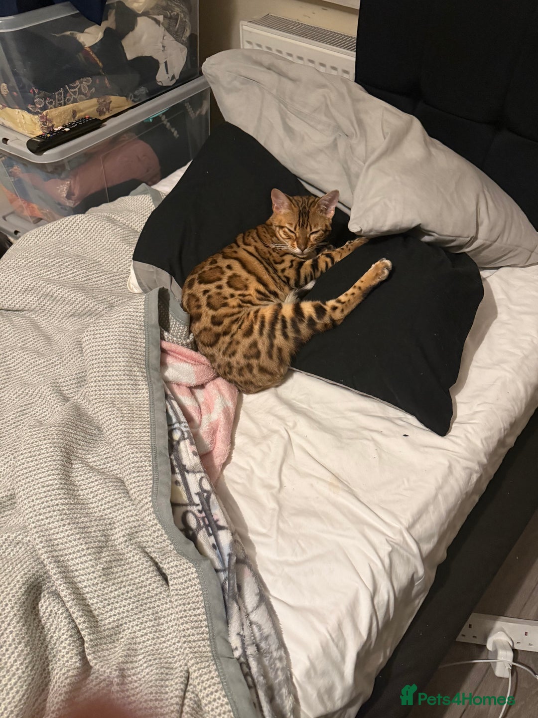 Bengal cats for sale: 2 Bengal female cats - Advert 8