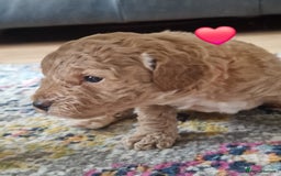 Cavapoochon dogs for sale: F1b Cavapoochon Puppies – 3 Boys Ready to Reserve - Image 2
